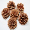 Pine cones set of 6 4cm each, natural, packed in a bag,